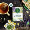 TraditionalMedicinals_OrganicTea_ChamomileWithLavender_NEW_01